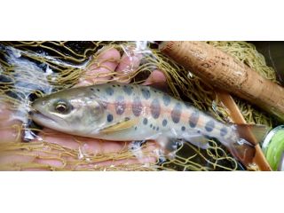 渓流民宿　とんぼ屋