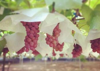 マルタ園の写真1