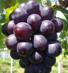 はぎわら農園の写真1