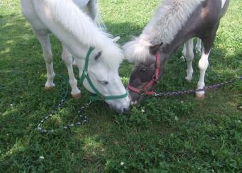 福井ホースパークの写真1