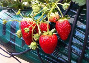 チャイルドの庭の写真1