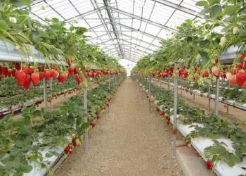 伊良湖清田苺園の写真1