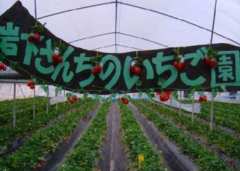 南阿蘇岩下さんちのいちご園の写真1