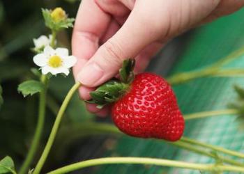 玄海いちご狩り農園の写真1