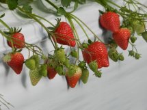 梶原フルーツの写真1