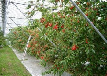 ベリーズ司園の写真1