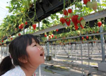 農業生産法人　ジャパン・ベリーの写真1