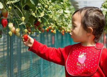 大泉いちご園の写真1