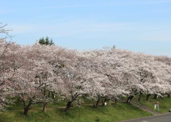 奈良津堤の写真1