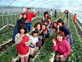 相葉苺園の写真1