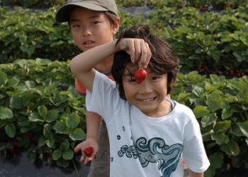 近江舞子いちご園の写真1