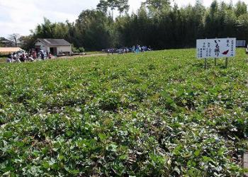 岡本農園の写真1