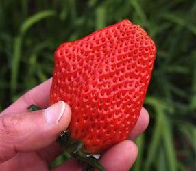 中田苺園の写真1