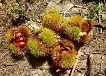 農家民宿かじかの写真1
