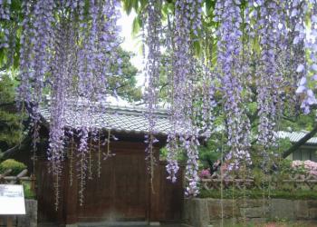 中村公園の写真1