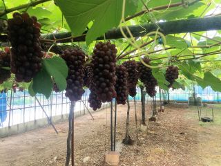 池田葡萄園の写真1