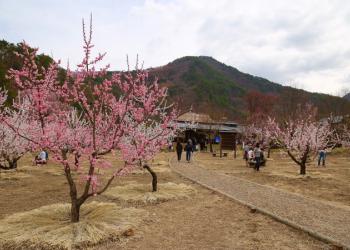 あんずの里スケッチパークの写真1