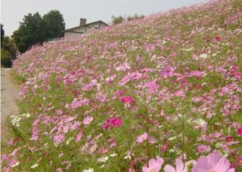 大又農園の写真1