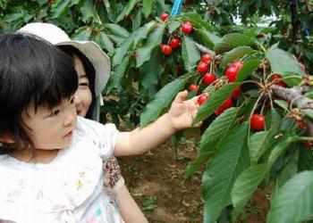 阪本農園の写真1