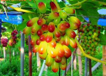 岐阜観光農園　ぜんちゃんふぁーむの写真1