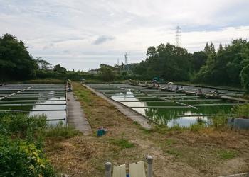 阪奈園へら鮒センターの写真1