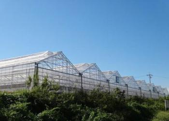 大府南いちごファームの写真1