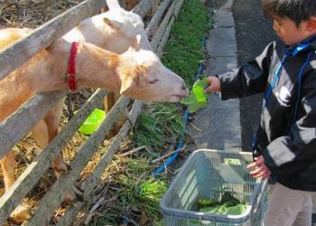 野村農業公園　ほわいとファームの写真1