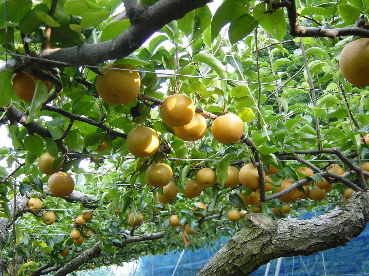 寺畑農園の写真1