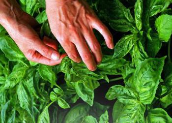 坂口農園の写真1