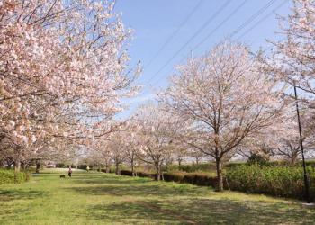 北五井緑道の写真1