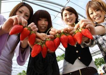 いちご屋　くろべえの写真1