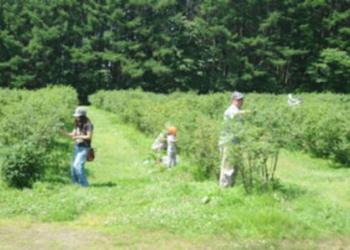 土居ハスカップ農園の写真1