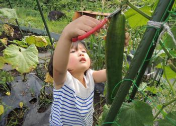 シェア畑 川口の写真1