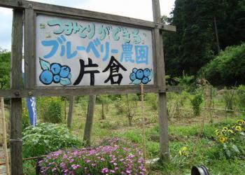 ブルーベリー農園片倉の写真1