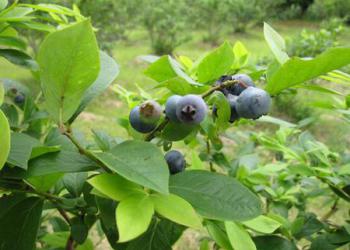 甲斐ブルーベリー観光農園の写真1