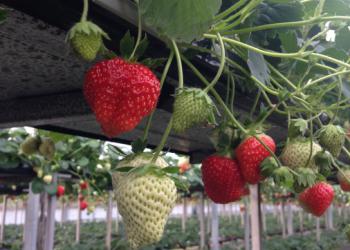 イイダ苺園の写真1
