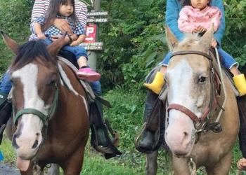 春香ホースランチの写真1