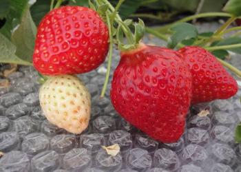 中野果実園の写真1