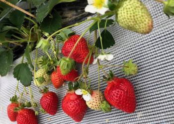 さくらファームの写真1