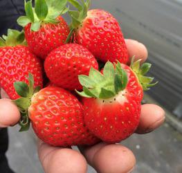 紀の川フルーツファームの写真1