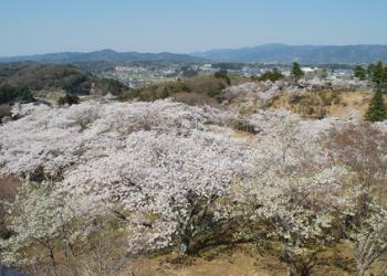 西山公園の写真1