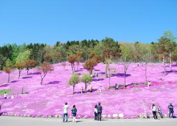 芝ざくら滝上公園の写真1