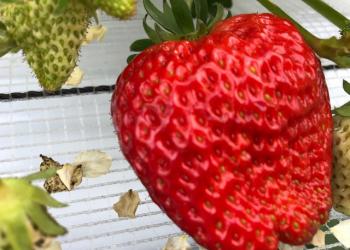 コモレビ農園・ひみつの花園の写真1