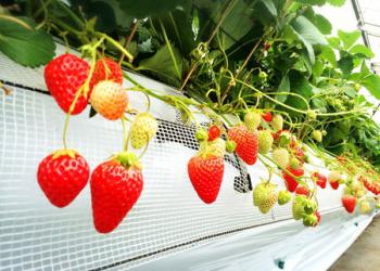 越谷いちご須賀農園の写真1