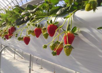 駅チカ イチゴ園 GREENPEACEの写真1