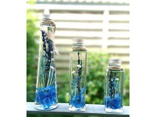 Rose　Fairyの写真1