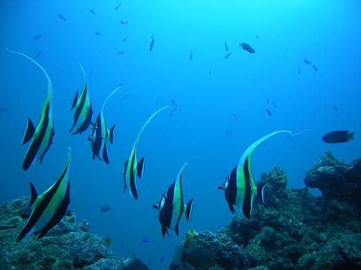 ダイビングスクール海底少年の写真1