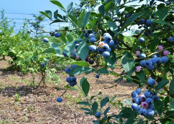 ごうどブルーベリー農園の写真1