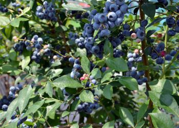 富士の国からの写真1