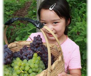 ぶどうばたけの写真1